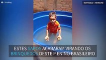 Criança brinca com sapos como se fossem brinquedos