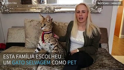 Família cria gato selvagem como animal de estimação.