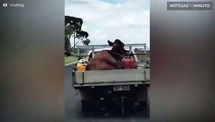 Vaca apanha pega carona em caminhonete na Austrália