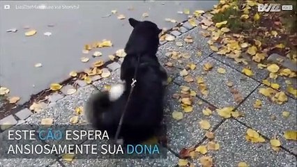Cão se emociona ao receber sua dona na parada de ônibus