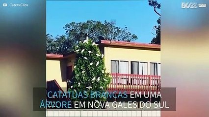 Australiana confunde cacatuas com decorações de Natal