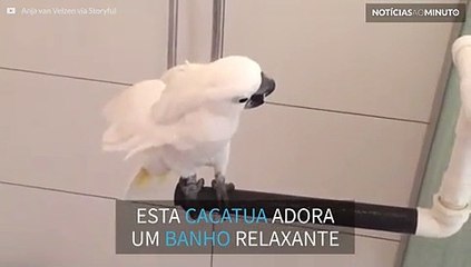 Esta cacatua adora banho de chuveiro!