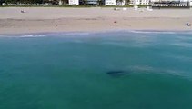 Drone mostra tubarão-tigre extremamente perto de banhistas em Miami