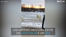 Urso polar curioso tenta fazer amizade com cão