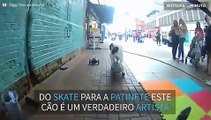 Cão mostra habilidade para esportes sobre rodas