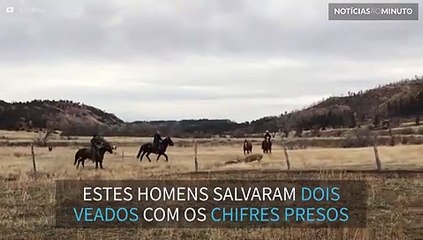 Fazendeiros resgatam veados que ficaram presos pelos chifres