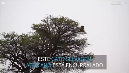 Se os gatos têm 7 vidas, este acabou de gastar uma!
