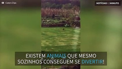 Doninha é flagrada fazendo piruetas na grama