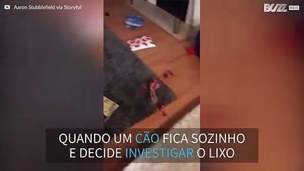 Cão decide investigar lixo quando os donos estão fora
