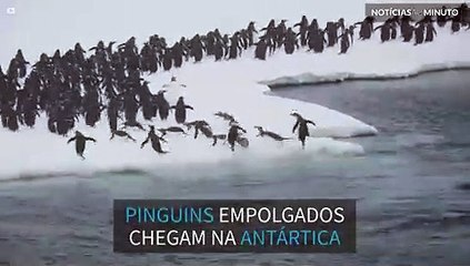 Pinguins empolgados pulam em iceberg na Antártica