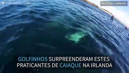 Golfinhos nadam ao lado de caiaques na irlanda