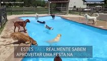 Dezenas de cães se divertem em piscina