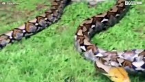 Uma aventura no mundo fantástico das cobras