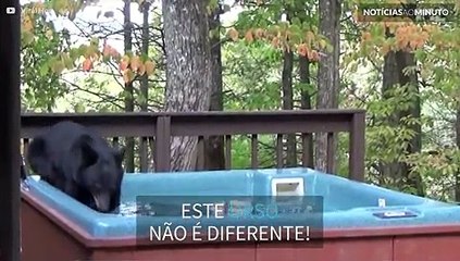 Urso invade jacuzzi para relaxar