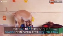 Este cão não tem a menor noção do seu tamanho