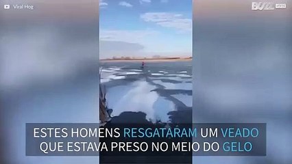 Caçadores resgatam veado preso no gelo