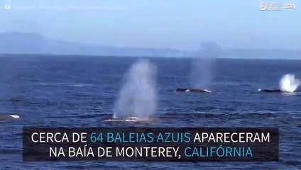 Mais de 60 baleias azuis são avistadas na Califórnia