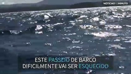 Baleia salta incrivelmente perto de embarcação na Austália