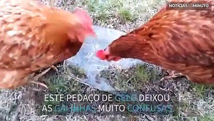 Galinhas ficam confusas com gelo em cima da comida
