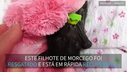 Filhote de morcego é resgatado na Austrália