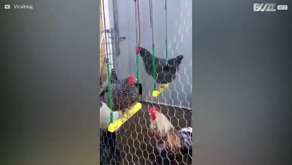Conheça as galinhas que adoram balançar