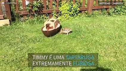 Timmy, a tartaruga mais furiosa do mundo