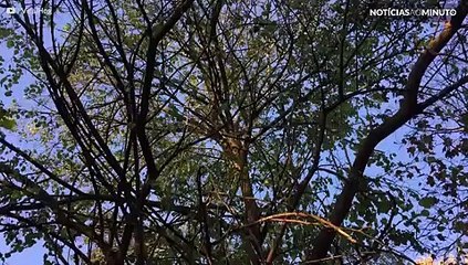 Já viu folhas congeladas caindo de uma árvore?