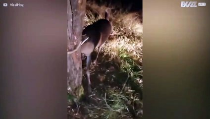 Homem usa motoserra para salvar veado preso em árvore