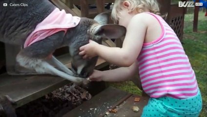 O animal de estimação desta família é um canguru