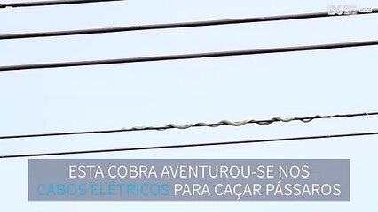 下载视频: Cobra tenta caçar pássaros em cabos elétricos