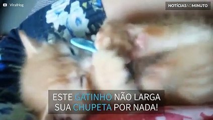 Alerta! Você vai querer adotar um gatinho