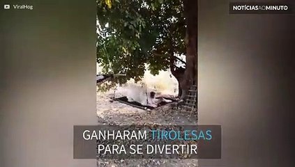 Pug e gato andam de tirolesa no campo