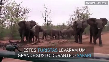 Elefantes tentam assustar turistas em safari