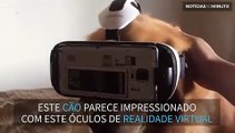 Cão experimenta óculos de realidade virtual