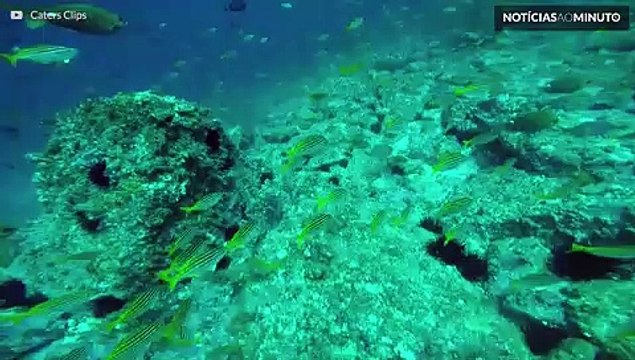 Centenas de tubarões-martelo são avistados na Austrália