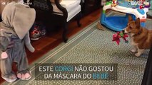 Bebê vestido de elefante assusta cão