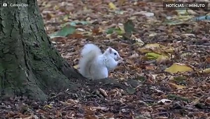 Скачать видео: Animais albinos: uma rara e exótica beleza