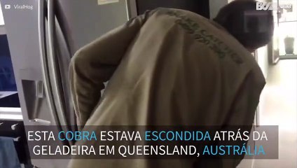Cobra é encontrada em geladeira na Austrália