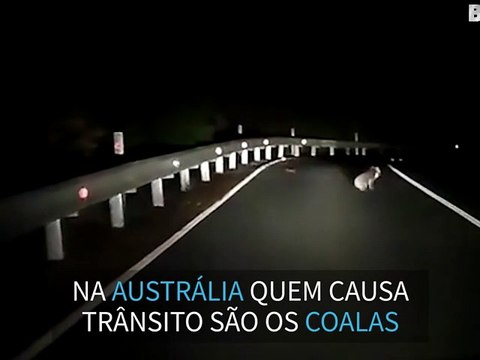 Coala para o trânsito em estrada na Austrália