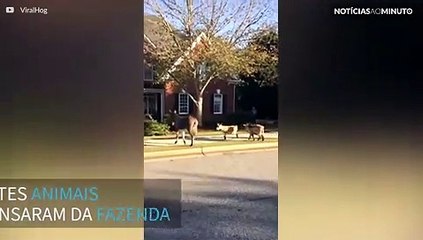 Animais da fazenda invadem bairro nos Estados Unidos