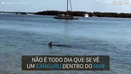 Inusitado! Canguru é flagrado nadando no mar em Queensland