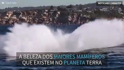 A beleza extraordinária das baleias