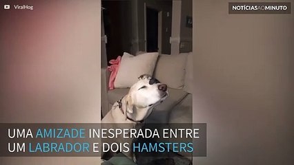 Labrador faz amizade inesperada com 2 hamsters