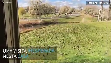 Centenas de pássaros invadem quintal nos EUA