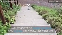 Cacatua enfrenta a escada da casa de férias com muita tranquilidade