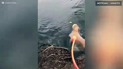 Este cão não entende nada sobre buscar a bola