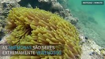 Peixe desafia a morte e brinca com anêmona venenosa