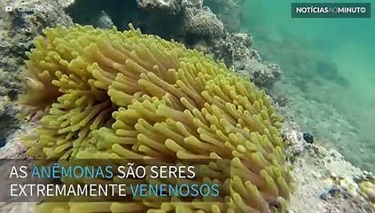 Peixe desafia a morte e brinca com anêmona venenosa