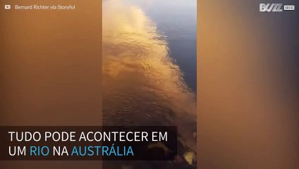 Tubarão surpreende e aparece em rio na Austrália