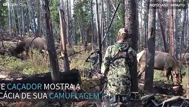 Homem camuflado fica a centímetros de grupo de alces